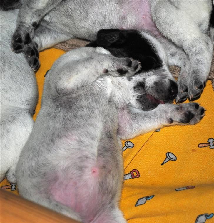 Ruhåret hønsehund Enya (solgt) - Min ynglings stilling efter en god middag billede 3