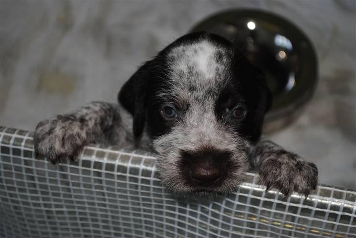 Ruhåret hønsehund Enya (solgt) - måske der er en der gider at tage mig ud herfra?? billede 4