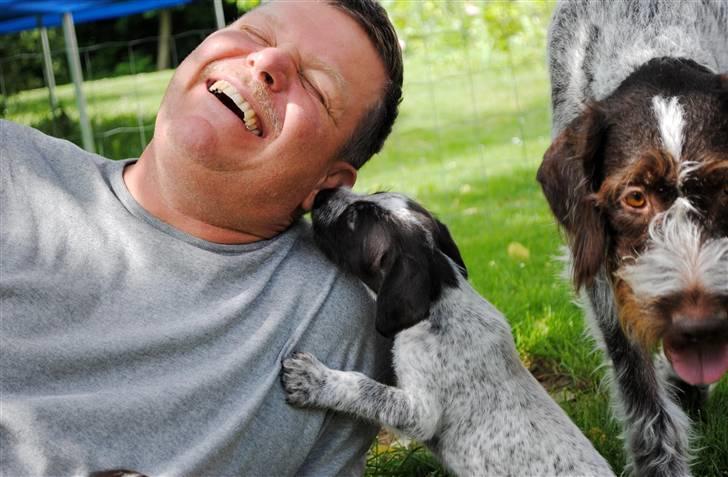 Ruhåret hønsehund Enya (solgt) - 4 uger gammel og første gang ude i haven, min far synes jeg er så sød, når jeg prøver at spise hans øre billede 5