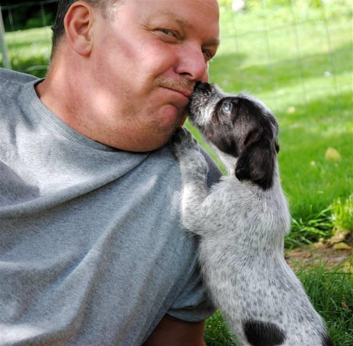 Ruhåret hønsehund Enya (solgt) - Og så elsker han når jeg kysser ham ;o) billede 6