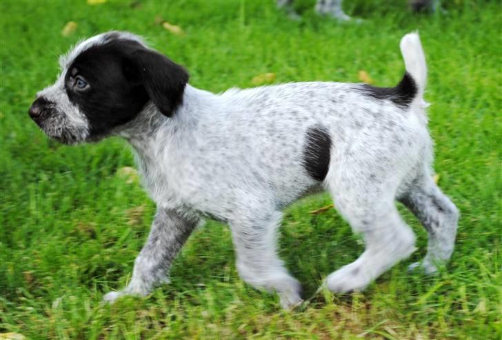 Ruhåret hønsehund Enya (solgt) - En meget selvsikker lille dame billede 7