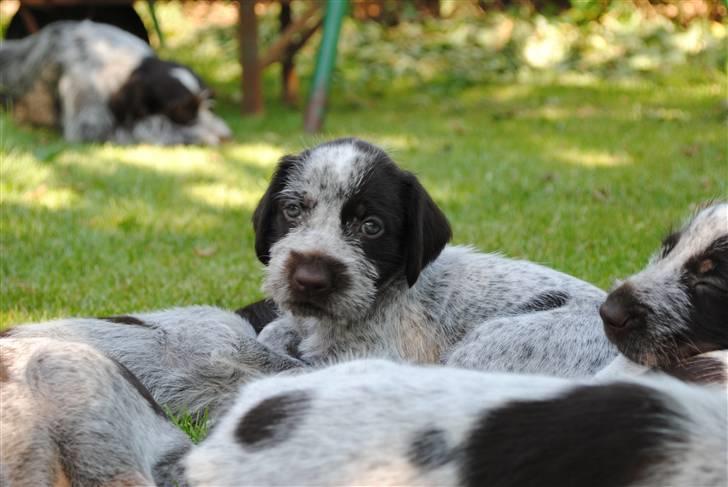 Ruhåret hønsehund Enya (solgt) billede 8