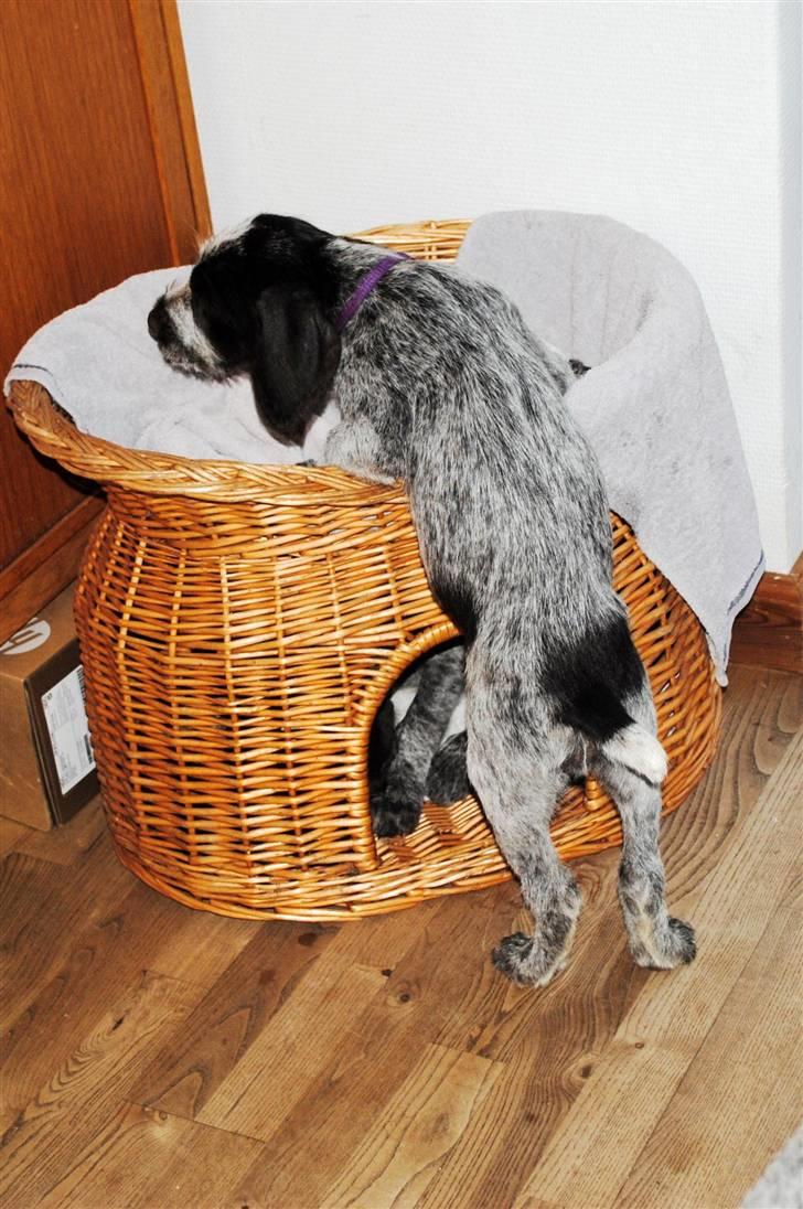 Ruhåret hønsehund Enya (solgt) - Måske man kan komme op i kattens kurv, nu når hulen er optaget. billede 9