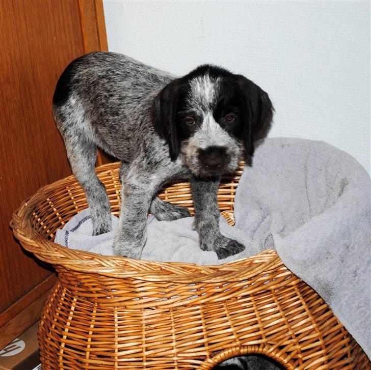 Ruhåret hønsehund Enya (solgt) - juhu det lykkedes. billede 10