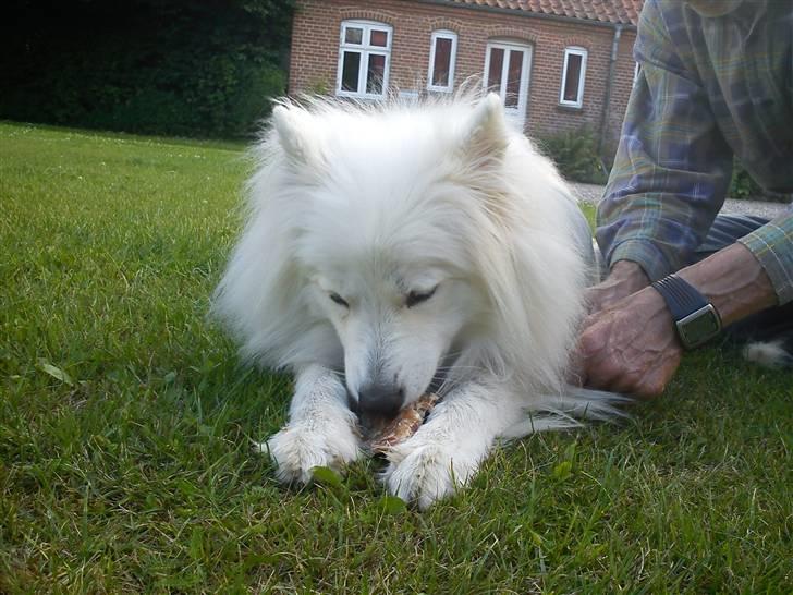 Samojedhund Silver (mine forældres) *RIP* billede 16