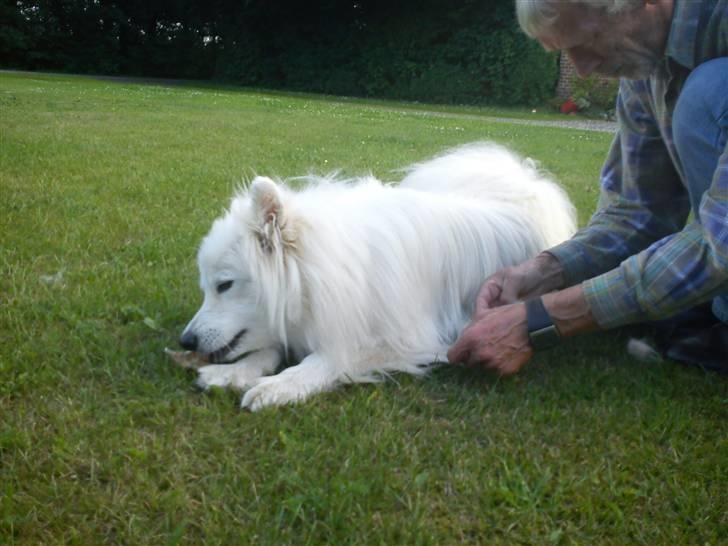 Samojedhund Silver (mine forældres) *RIP* billede 17