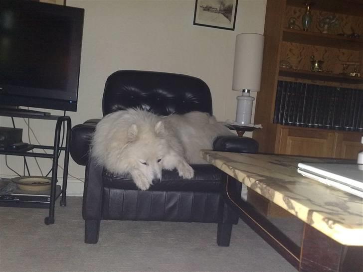 Samojedhund Silver (mine forældres) *RIP* billede 18