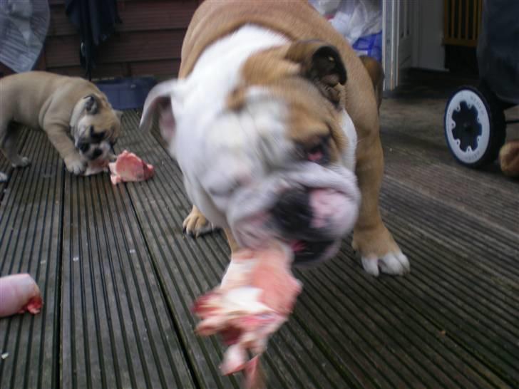 Engelsk bulldog otto - det er bare guf billede 5