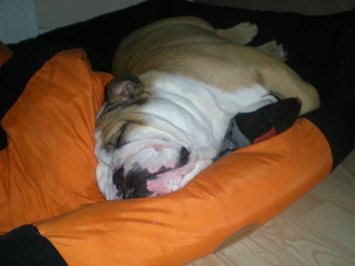 Engelsk bulldog otto - dejligt med en morfar billede 6