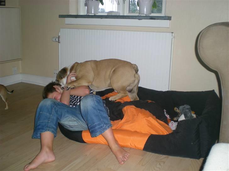 Engelsk bulldog otto - mig og lucas leger billede 7