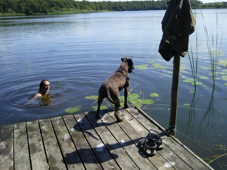 Amerikansk staffordshire terrier Tira billede 11