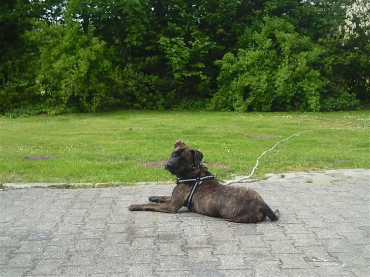 Amerikansk staffordshire terrier Tira billede 12