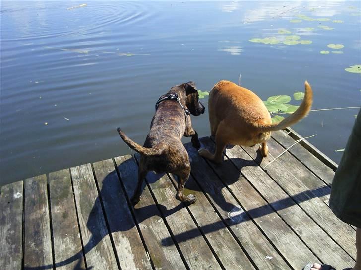 Amerikansk staffordshire terrier Tira billede 13