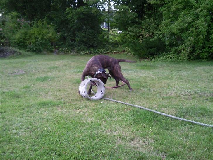 Amerikansk staffordshire terrier Tira billede 14