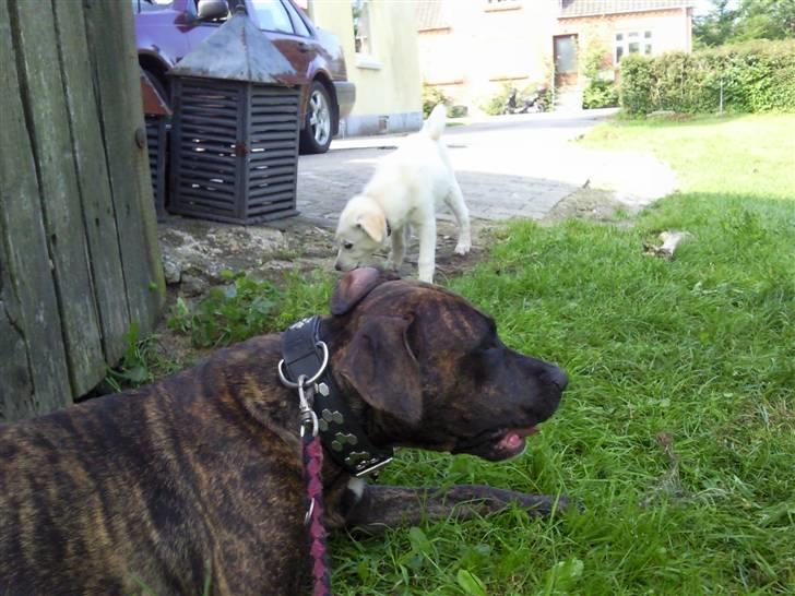 Amerikansk staffordshire terrier Tira billede 15