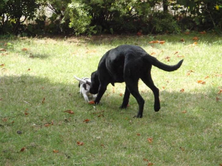 Labrador retriever Sille - Hundehvalpe er nu nogle sjove nogen :-) billede 11