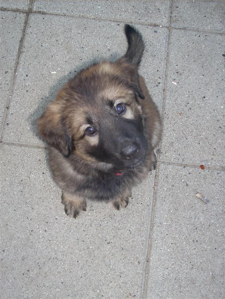 Schæferhund Team Kenzally Alanya  billede 1