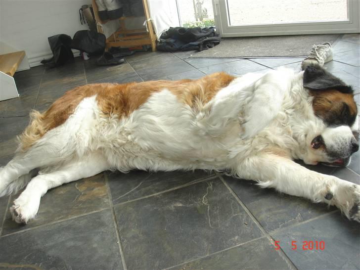 Sankt bernhardshund Daisy billede 1