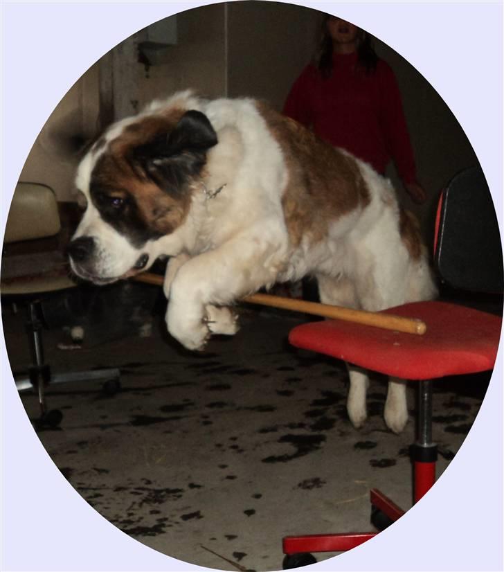 Sankt bernhardshund Daisy billede 2