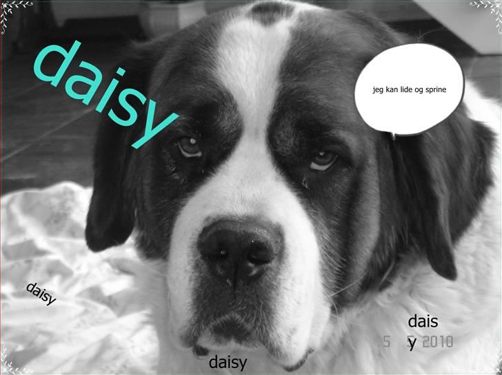 Sankt bernhardshund Daisy billede 3