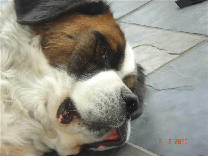Sankt bernhardshund Daisy billede 4