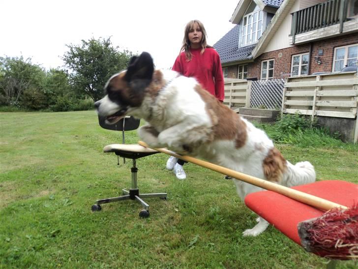Sankt bernhardshund Daisy billede 5