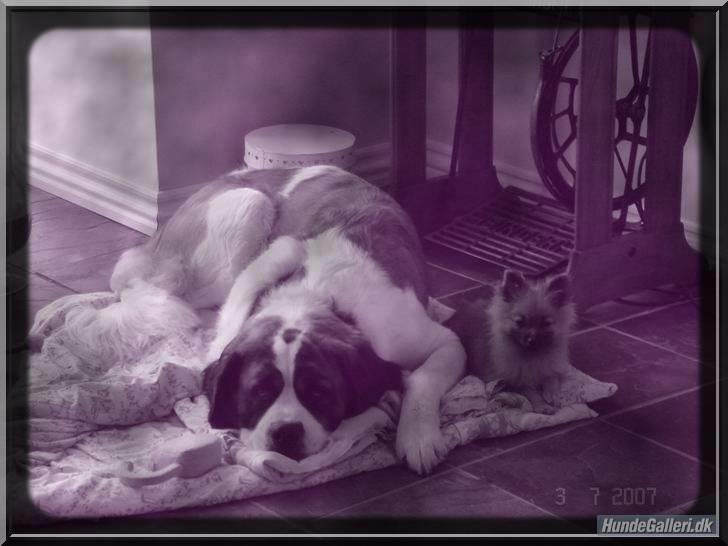 Sankt bernhardshund Daisy billede 6