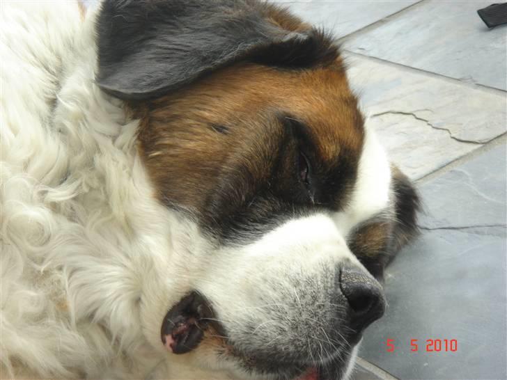 Sankt bernhardshund Daisy billede 7