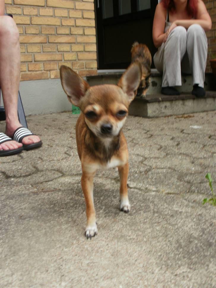 Chihuahua Emma billede 18