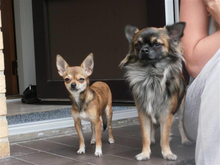 Chihuahua Emma billede 19