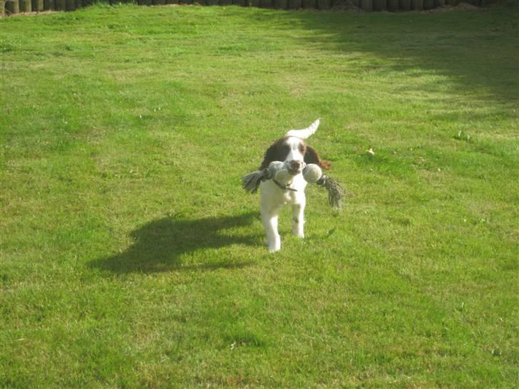 Engelsk springer spaniel - Messi. - Træner med Cille i haven! :D billede 10
