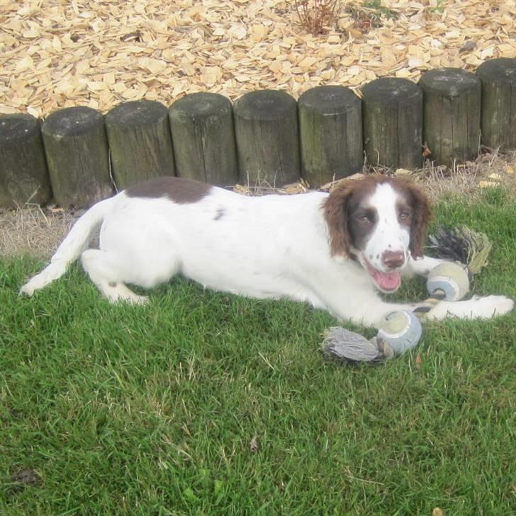 Engelsk springer spaniel - Messi. billede 11