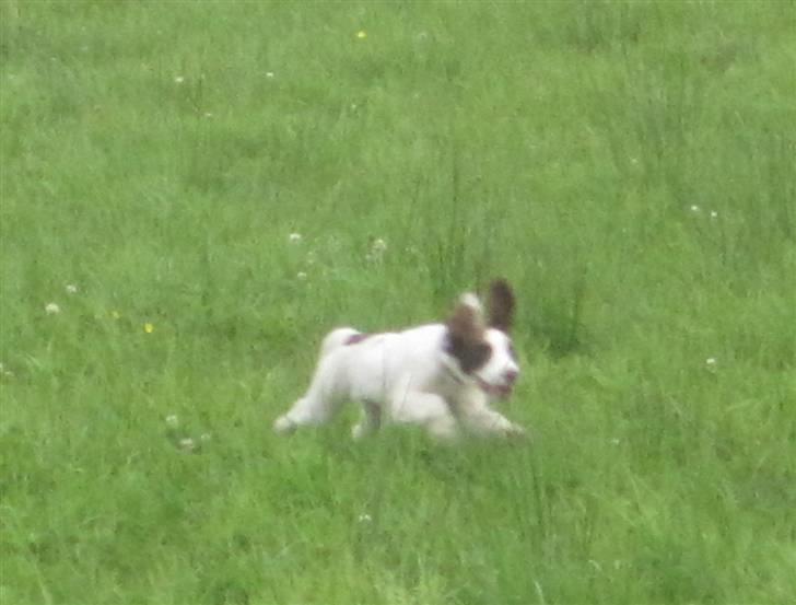 Engelsk springer spaniel - Messi. - Ude og løde ved jagthytten :) billede 12