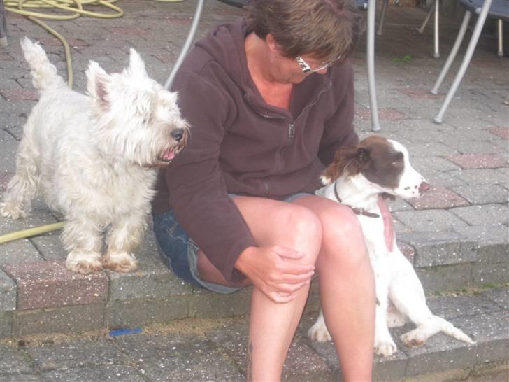 Engelsk springer spaniel - Messi. - Mig, sammen med mor & Risti :) billede 13