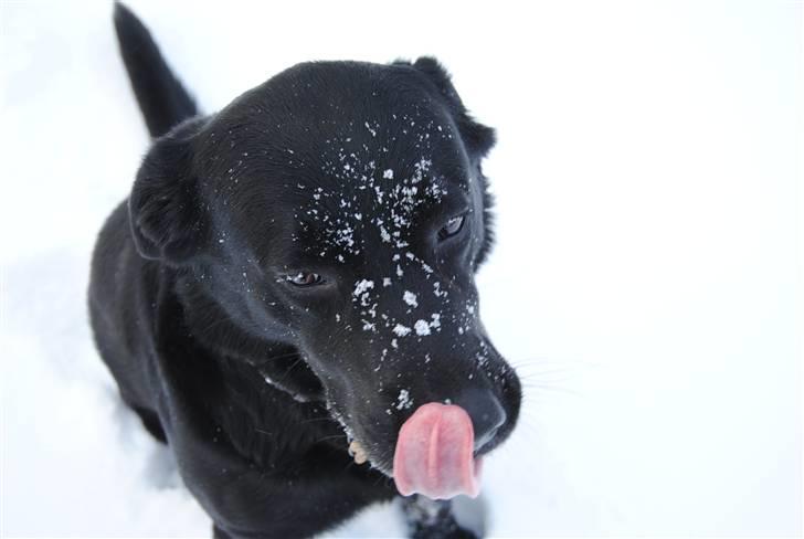 Labrador retriever Newton <3 - Smukke newton <33 Vinteren 2010 billede 15