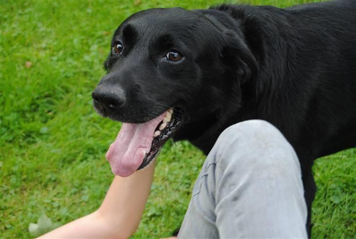 Labrador retriever Newton <3 - Smukke :)!<3 billede 17