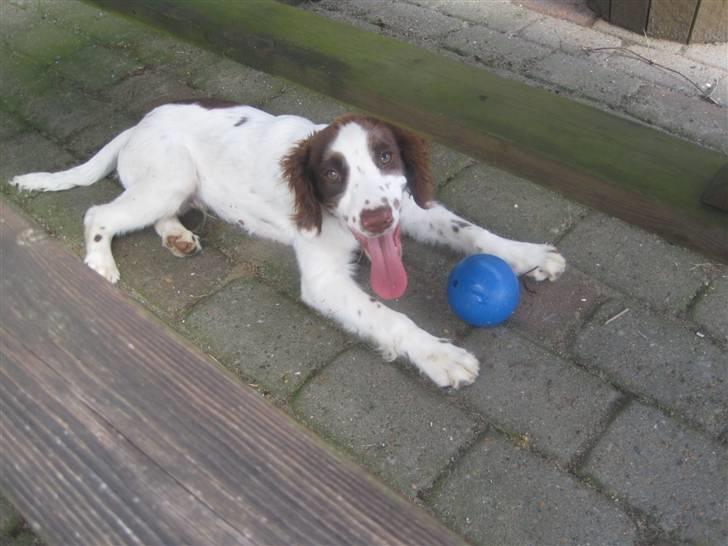 Engelsk springer spaniel - Messi. - Min yndlings bold! :) billede 14