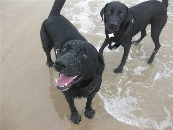 Labrador retriever Newton <3 - Strandtur med Sally :-D! billede 18
