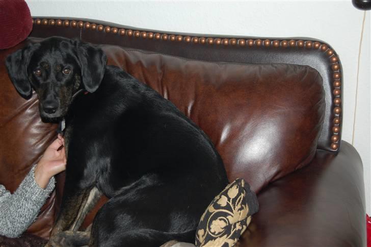 Blanding af racer Zita billede 9