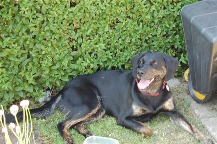 Blanding af racer Zita billede 10