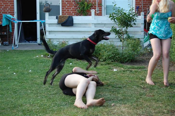 Blanding af racer Zita billede 11