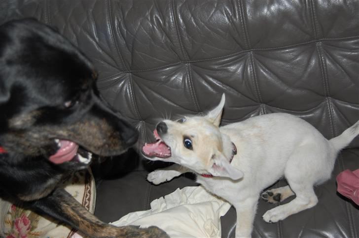 Blanding af racer Zita billede 12