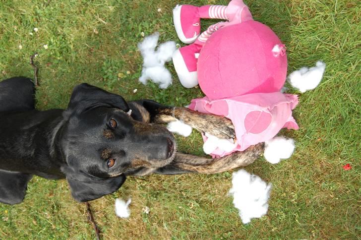 Blanding af racer Zita billede 13