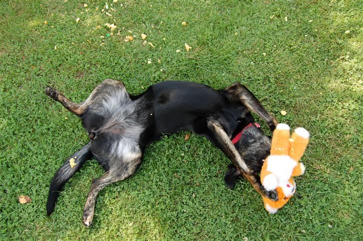 Blanding af racer Zita billede 14