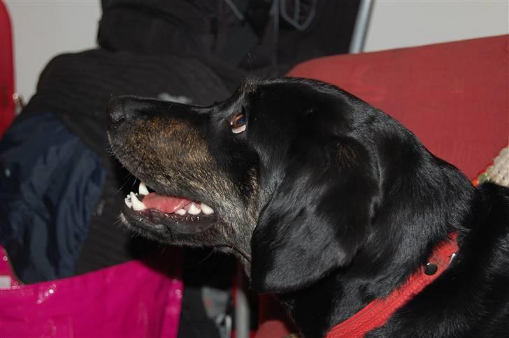 Blanding af racer Zita billede 15