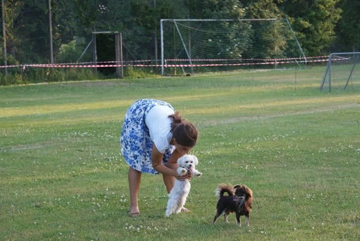 Malteser Luna - Luna 10 mdr. - En af de sædvanlige legeture med Oliver.  billede 8