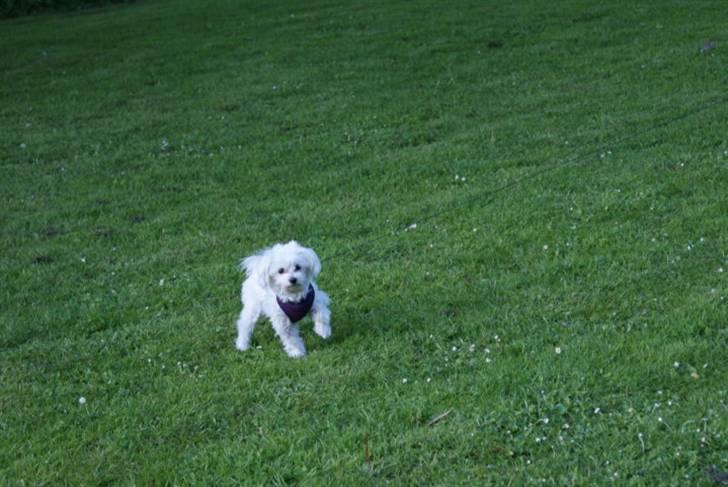 Malteser Luna - Hvad laver du mor?? billede 9