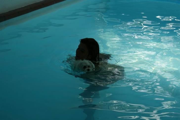 Malteser Luna - Luna HADER vand.. Prinsessen vil heller ikke ud, når det regner.  billede 10