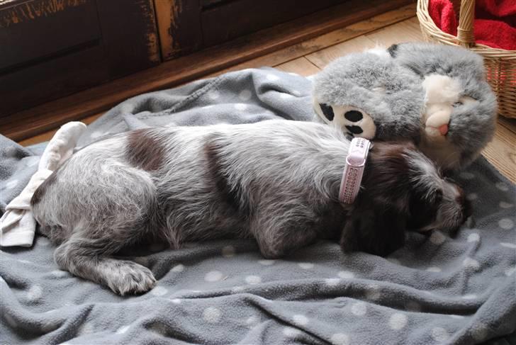 Ruhåret hønsehund Mika (Lillefisen) - Så har jeg fået bling-bling halsbånd, og har været ude at køre bil, er der noget at sige til man bliver træt?? billede 15