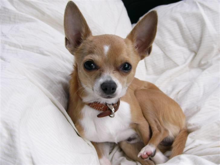 Chihuahua High Fly Chester billede 12